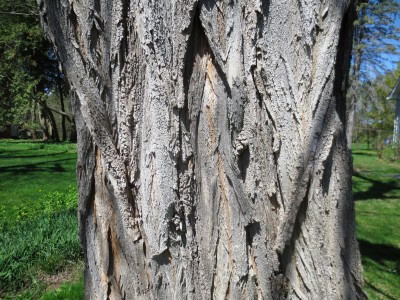 The bark on mature trees, like the row at Appleton, is brown-gray and deeply furrowed with a ropy texture of long, forking ridges. 