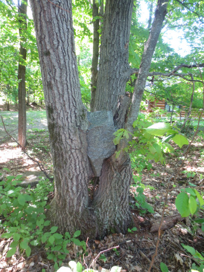 Wolf Grove Rock Tree 1