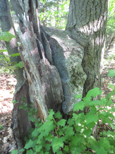Whereas a rock of substantial size could be launched into a low trajectory by a large blast for highway construction, and whereas two young red oaks growing nearby could possibly sustain the unexpected aerial arrival of a rock between them, be is resolved that this is what the resulting association of the trees and the rock could look like some 25 years later.