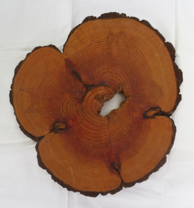 By counting the annual growth rings on a tree trunk cross section, the age of a felled tree can be determined.  This small hemlock was about 45 years old when it was cut down.