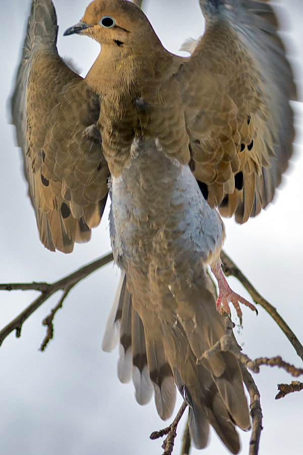 Mourning-dove-13