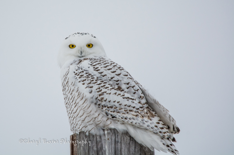 Snowy Owl - Almonte