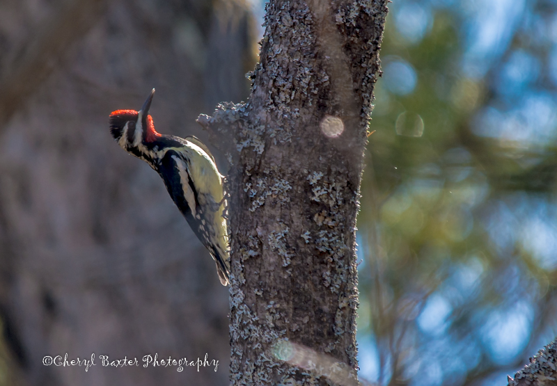 Yellow-bellied Sapsucker running up the tree....his mate not far from him. (up the road from me)