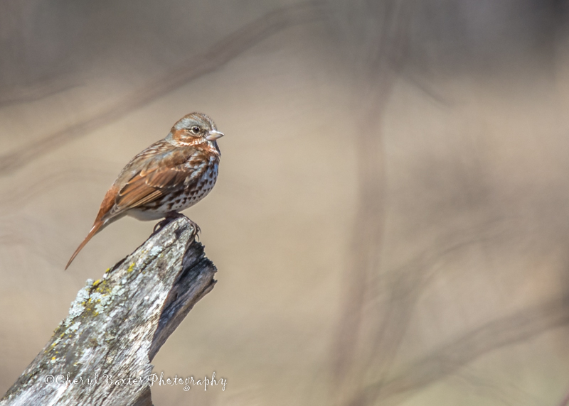 Fox Sparrow (property beside mine--a Lifer for me)