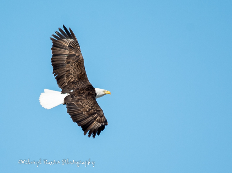 Bald Eagle (Cobden, ON)
