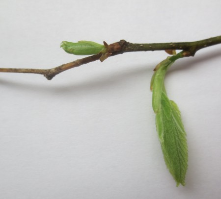 The leaves of Celtis occidentalis have a long tapering tip and toothed edges. Hackberry is a member of the elm family, and the rounded asymmetrical base of its leaves is similar to the American elm. Emerging leaves grow quickly.