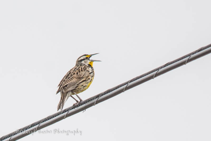 Eastern Meadowlark singing on the Hydro wires on Upper Dwyer HIll Road Between the 7 and the 29. Next time I capture one, it will be on a fence post or tree.