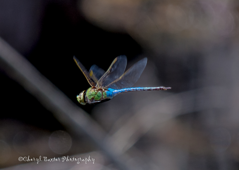 It's not a bird, but it flies like one and has wings. Common Green Darner Dragonfly (Ottawa)
