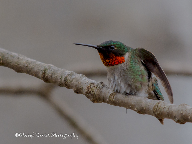 In my yard. Ruby-Throated Hummingbird.