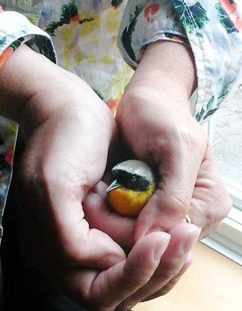 My son took this photo of me holding the little Common Yellow-throated Warbler after he flew into my window)