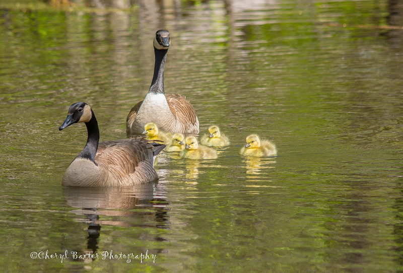 Canadian Goose Family (first hatch in Mud Lake- Ottawa)