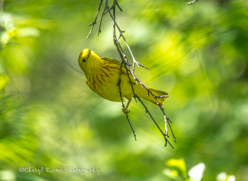 Yellow Warbler (Mud Lake- Ottawa)