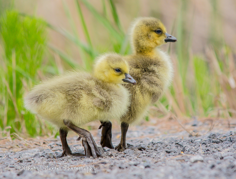 Canadian Goslings (Cedar Hill Side Road)