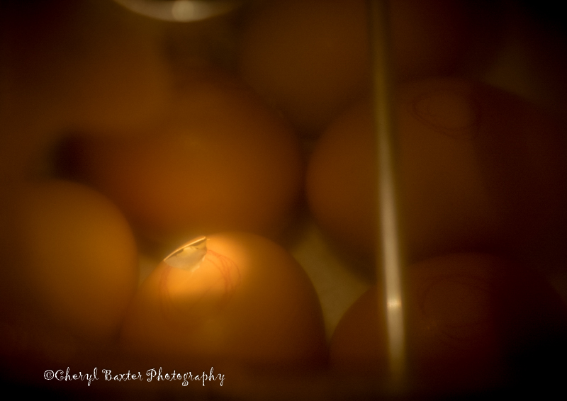 Being Born (Newly Pipped egg in my incubator- that is the tip of the beak you can see)