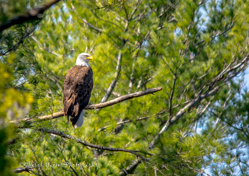 Bald Eagle (Cobden, Ontario)