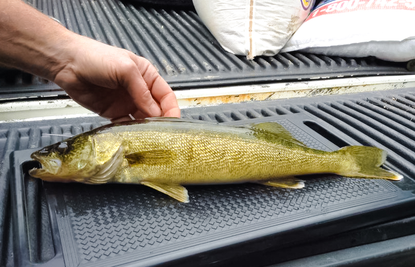 Walleye that my hubby caught. 19 inches long!  (photo taken with my iPad)