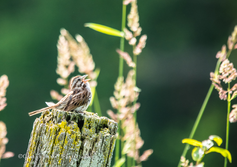 Beautiful Song Sparrow (Cedar Hill Side Road)