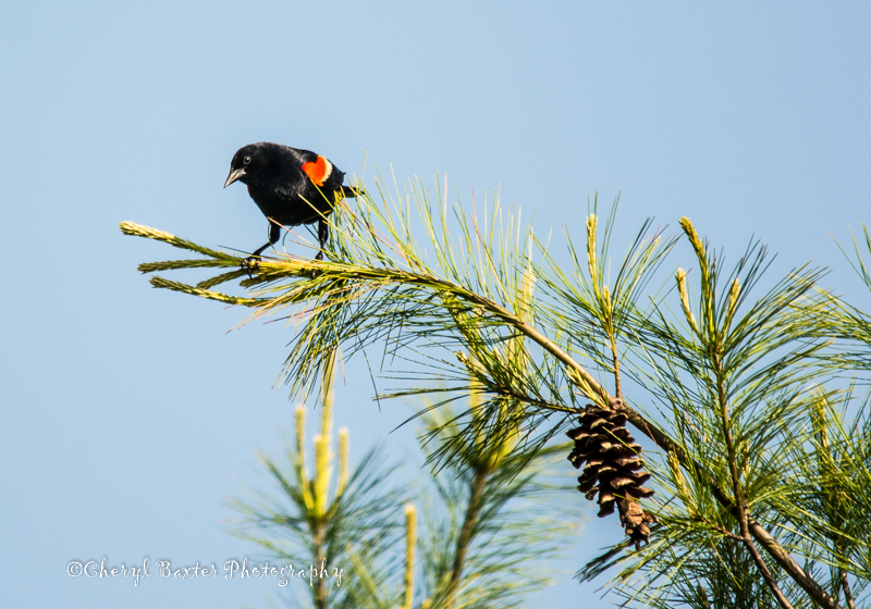 Mr. Red-winged Blackbird (Keeping watch as there is a nest near by- my yard) 
