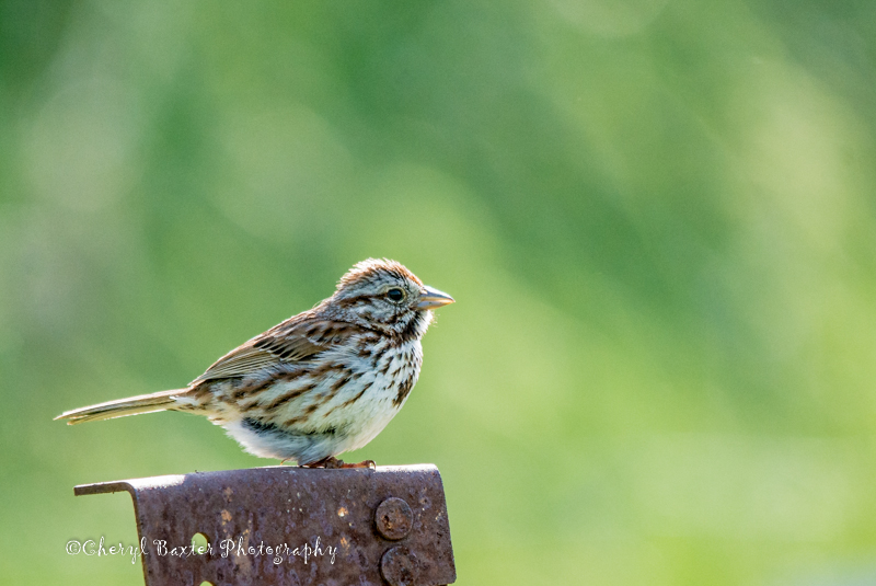 Not sure if this might be a juvenile Song Sparrow? It was making a strange peeping sound. (My yard)