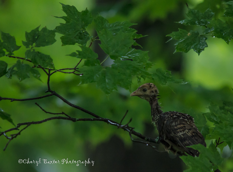 Grouse youngster (my road)