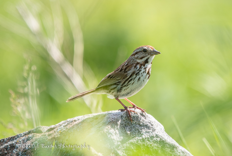 I think this is a song sparrow in my field.