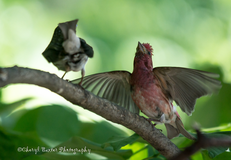 Pair of Purple Finches. Here you see the male displaying for the female.  (My deck)