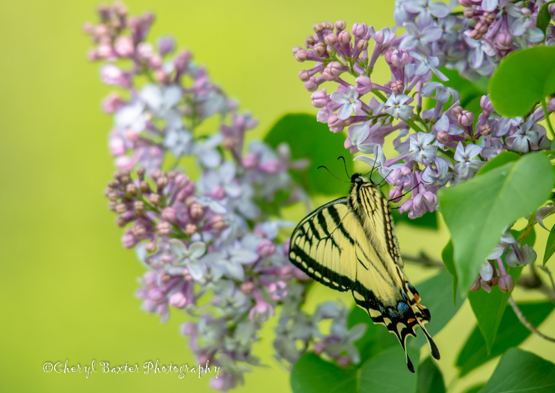 Golden Swallowtail Butterfly (My yard)