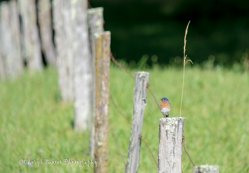 Eastern Bluebird (Cades Cove, Smoky Mountains, Tennessee.)