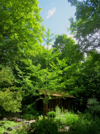 Vera-Lee and John Nelson planted a ginkgo 20 years ago on their property along the Old Perth Road in Mississippi Mills.