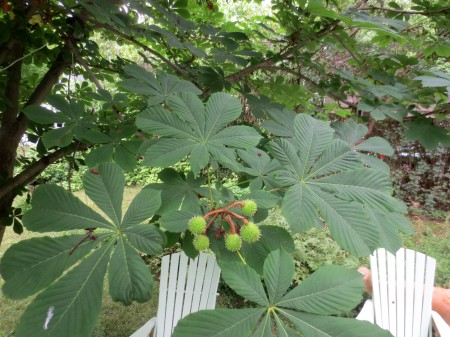 The chestnut blight was accidently introduced to North America about 1900. Before the native American chestnut was devastated by the disease, it was one of the most important forest trees of the eastern continent. Today there are many varieties of chestnuts growing across Ontario.