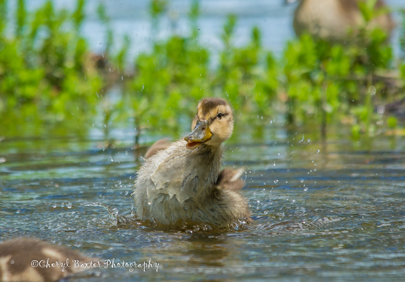 Splashing Mallard duckling (Mud Lake)