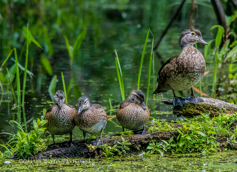 Wood Duck  (young ones) family portrait. (Mud Lake)