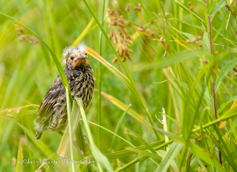 Red-winged Blackbird fledgling (aka Grumpy Old Man)