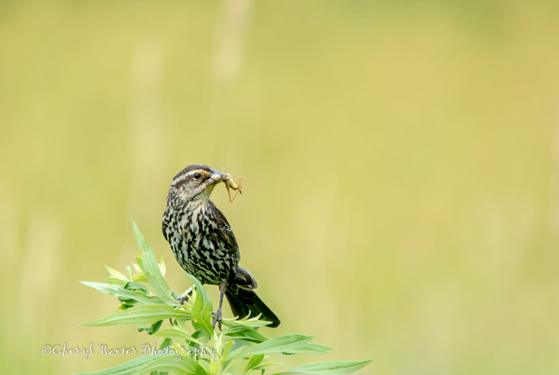 Red-Winged Blackbird with lunch for the young ones.