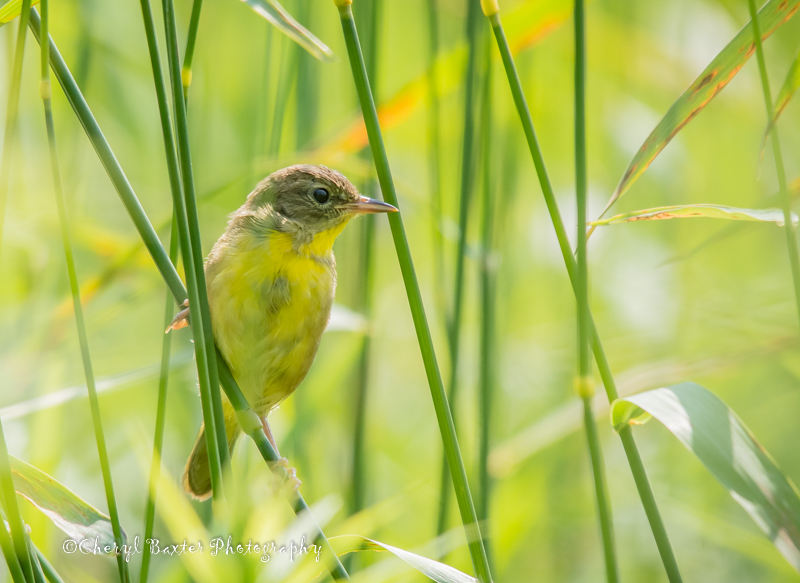 Common Yellow-throat (young male)