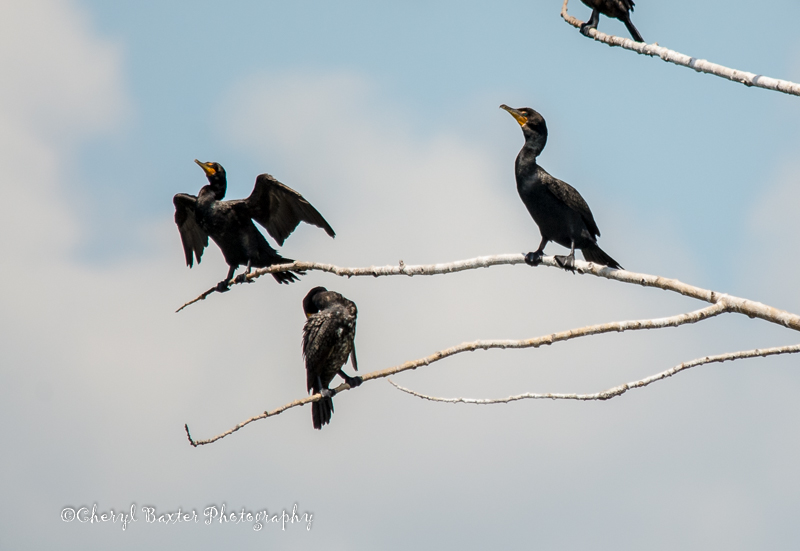 Cormorants on the St. Lawrence River