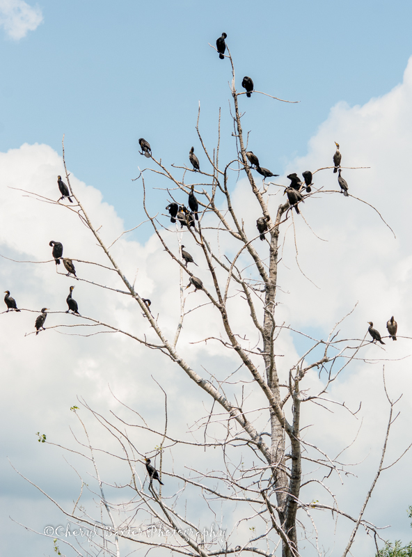 A tree of Cormorants (St. Lawrence River)