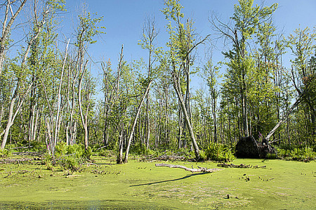 Appleton Wetlands ground view showing dying and dead trees