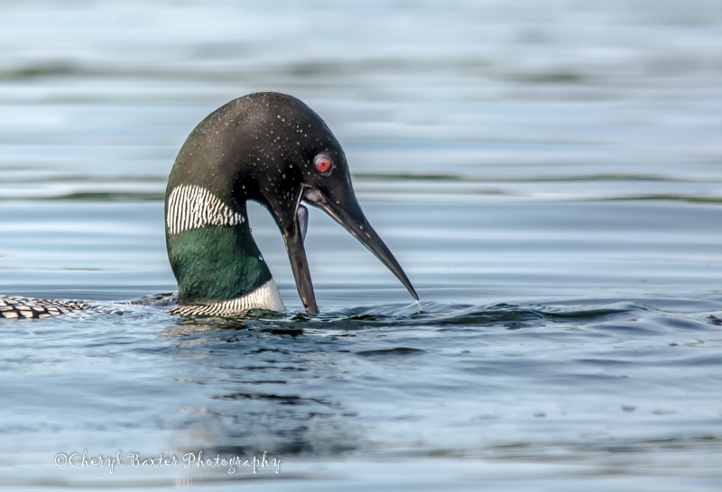 Loon stabbing at the fish she just pushed in the water.  (White Lake)