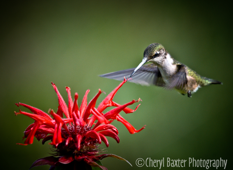 Female Ruby-throated Hummingbird (our property) 2013