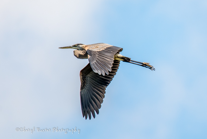 Great Blue Heron in flight (Cobden)
