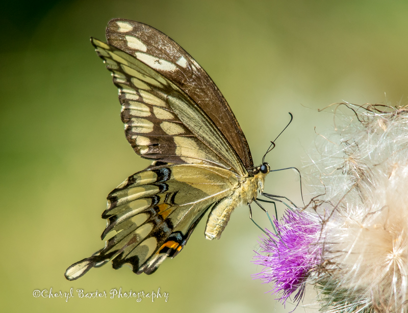 Giant Swallowtail butterfly (my yard)