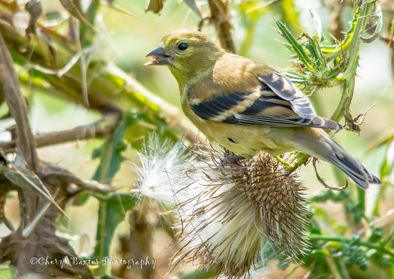 Goldfinch (my yard)