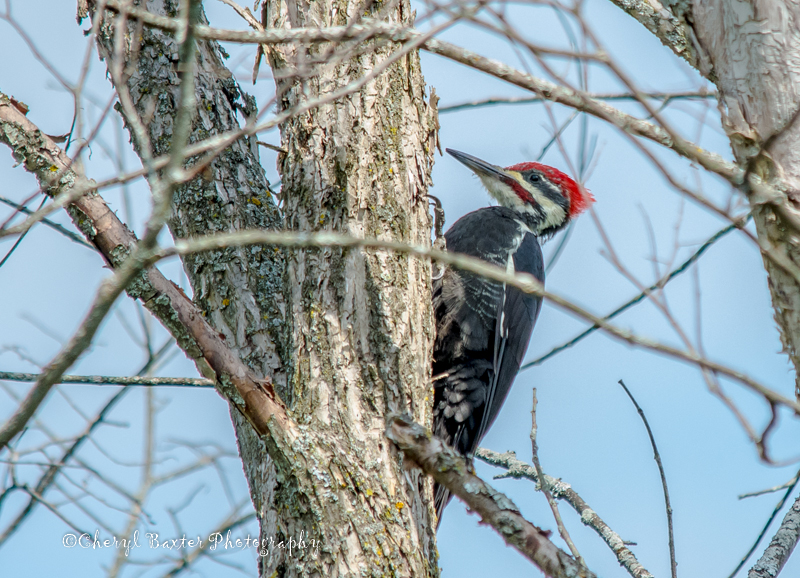 Pileated Woodpecker (my yard)