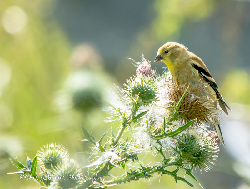 Goldfinch (my yard)