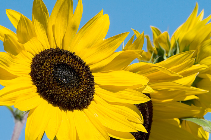 Sunflowers on Springbank Trail 2