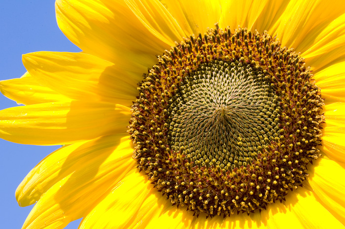 Sunflowers on Springbank Trail
