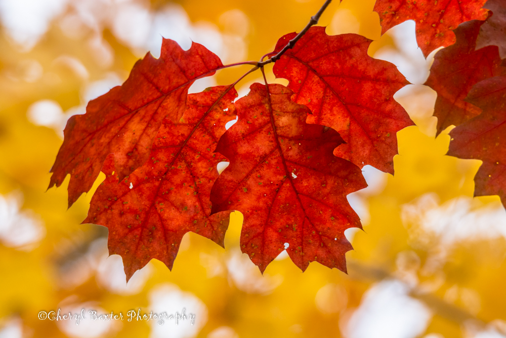 Autumn Oak (Pakenham)