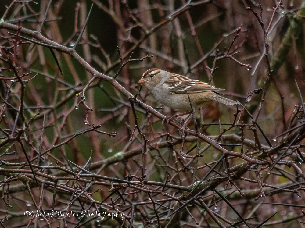 Juvenile White-Crowned Sparrow (my yard)