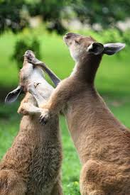 Family Squabbles - kangaroos